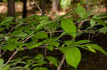 Silky camellia